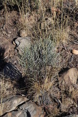 Lacomucinaea lineata