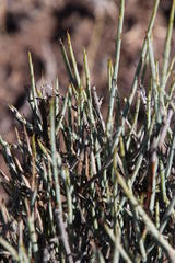 Lacomucinaea lineata