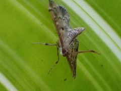 Nacoleia rhoeoalis