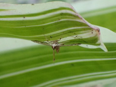 Nacoleia rhoeoalis