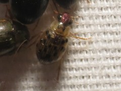 Berosus pantherinus