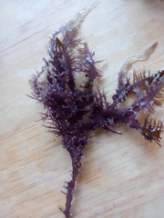 Sarcothalia marginifera