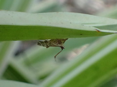 Nacoleia rhoeoalis