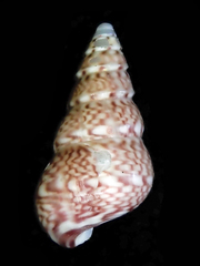 Leiopyrga lineolaris