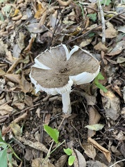 Amanita pseudoporphyria
