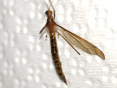 Nephrotoma okefenoke