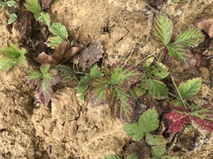 Rubus heterophyllus