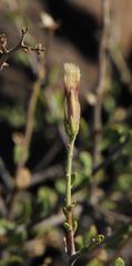 Pegolettia retrofracta