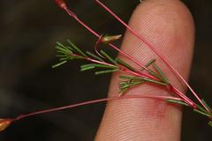 Oxalis confertifolia