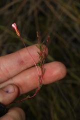 Oxalis confertifolia