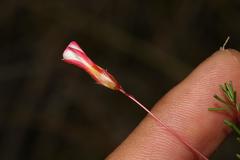 Oxalis confertifolia