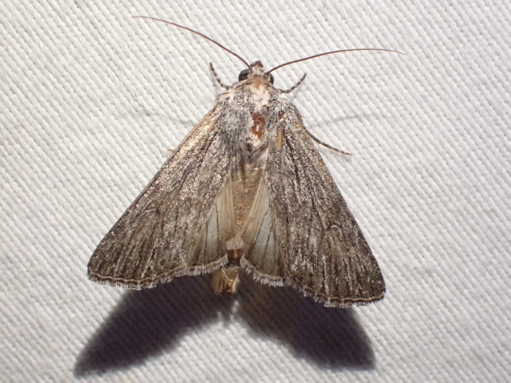 Sympistis chons