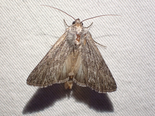 Sympistis chons