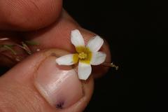 Oxalis leptogramma