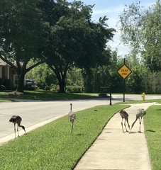 Grus canadensis image