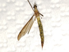 Nephrotoma okefenoke