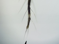 Nephrotoma okefenoke