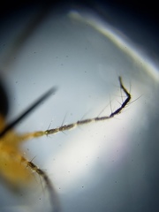 Nephrotoma okefenoke