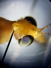 Nephrotoma okefenoke