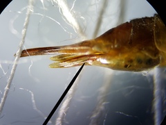 Nephrotoma okefenoke