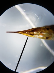 Nephrotoma okefenoke