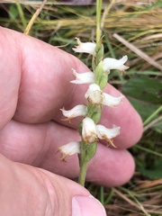 Spiranthes arcisepala