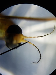 Nephrotoma okefenoke