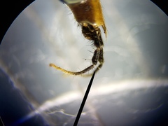 Nephrotoma okefenoke