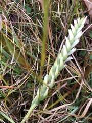 Spiranthes arcisepala