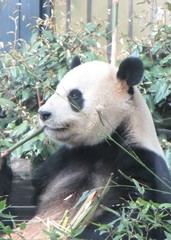 Ailuropoda melanoleuca