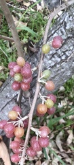 Hippophae rhamnoides