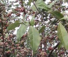 Hippophae rhamnoides