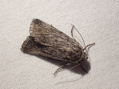 Oncocnemidinae