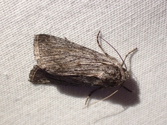 Oncocnemidinae