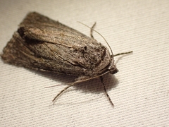 Oncocnemidinae
