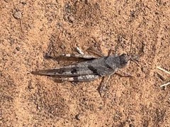 Trimerotropis modesta