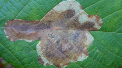 Cameraria betulivora