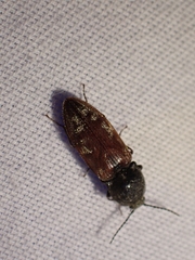 Prosternon bombycinum