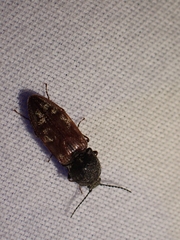 Prosternon bombycinum