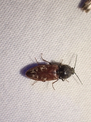 Prosternon bombycinum