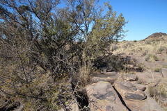 Solanum tomentosum tomentosum