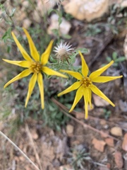 Heterotheca fulciens