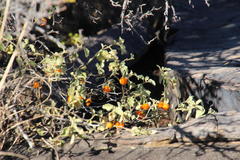Solanum tomentosum tomentosum