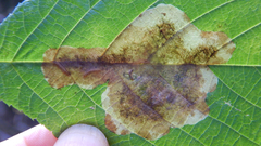 Cameraria betulivora