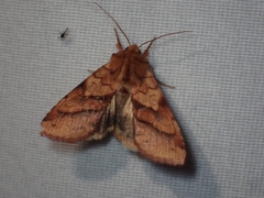 Pyrrhia