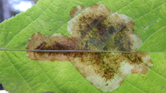 Cameraria betulivora