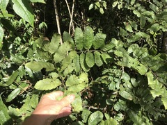 Cupaniopsis flagelliformis