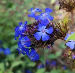 Ceratostigma plumbaginoides
