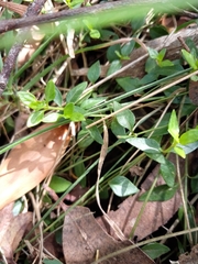 Opercularia ovata
