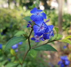 Ceratostigma plumbaginoides